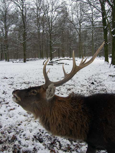 Hirsch im Oberwald