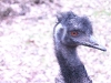 Emu