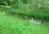 Enten