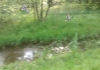 Enten