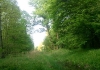 Bach durch den Oberwald