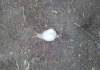 Schnecke