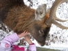 Hirsch