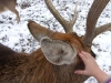Hirsch