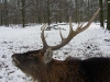 Hirsch