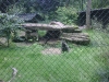 Marderhund