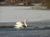Schwan im Eis