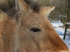 Przewalski-Pferd (Equus ferus przewalskii)