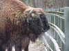 Wisent