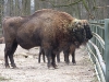 Wisent