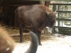 Wisent Junges