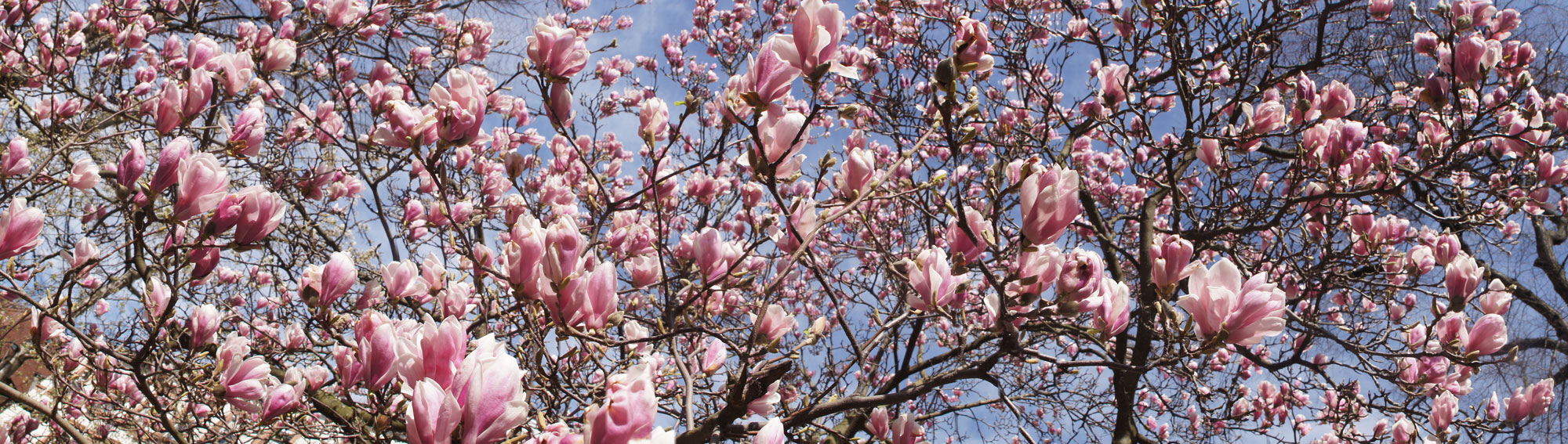 magnolien_baum_blueten
