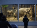 tierwelten_Zoo_1_1_2017--10