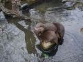tierwelten_Zoo_1_1_2017--101