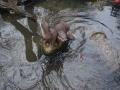 tierwelten_Zoo_1_1_2017--102