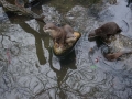 tierwelten_Zoo_1_1_2017--103