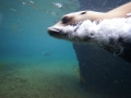 tierwelten_Zoo_1_1_2017--105