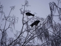 tierwelten_Zoo_1_1_2017--125