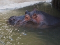 tierwelten_Zoo_1_1_2017--127