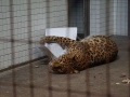 tierwelten_Zoo_1_1_2017--13