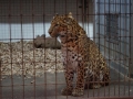 tierwelten_Zoo_1_1_2017--14