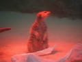 tierwelten_Zoo_1_1_2017--15
