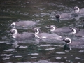 tierwelten_Zoo_1_1_2017--22
