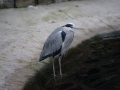 tierwelten_Zoo_1_1_2017--23