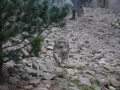 tierwelten_Zoo_1_1_2017--37