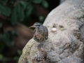 tierwelten_Zoo_1_1_2017--4