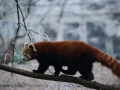 tierwelten_Zoo_1_1_2017--40