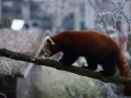 tierwelten_Zoo_1_1_2017--41
