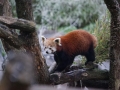 tierwelten_Zoo_1_1_2017--42