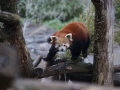 tierwelten_Zoo_1_1_2017--43