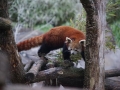 tierwelten_Zoo_1_1_2017--45
