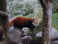 tierwelten_Zoo_1_1_2017--47
